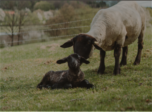 Looking after garments made of sheep’s wool is not difficult, it differs only slightly from the care you give to other products. Here is a simple guide on how to look after Woolville products.